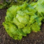 Potagères - Laitue Batavia de Pierre Bénite - BIO - face recto